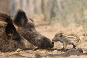 651097493_1338642844962587_6876092043543835321_n