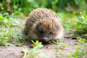 Depositphotos_471479526_L-1024x684-1