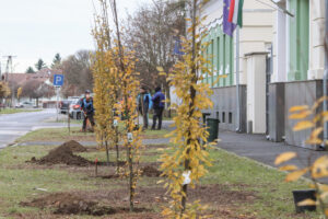 csonkolas-a-zrinyi-utcaban-atadhir20260324-5-1024x683-1