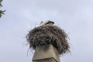 golya-henesz-atadhir20260317-4-1024x683-1