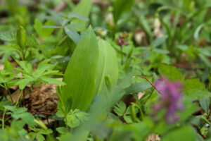 medvehagyma-amor-erdo-atadhir20260317-1-1024x683-1