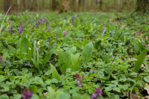 medvehagyma-amor-erdo-atadhir20260317-2-1024x683-1