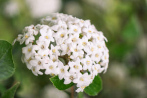 nonapra-atadhir20260308-1024x683-1