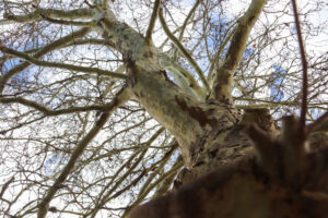 platan-permetezes-atadhir20260318-1024x683-1