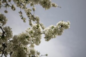 viragzo-cseresznyefa-atadhir20260320-1024x683-1