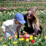 Vasárnap az ország legnagyobb tulipáncsokrát szeretnék megalkotni Szőlősgyörökön (sonline.hu)
