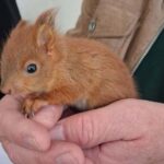 Sorban kerülnek bajba a bébimókusok (veol.hu)