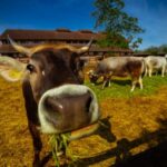 Krisna-völgy:  Boldog Boci Fesztivál szombaton