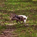 Különös, „világító” malacokról készült videó Zalában (zaol.hu)