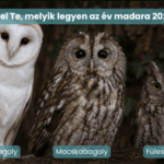 Szavazás: melyik éjszakai vadász legyen a 2027-es év madara?