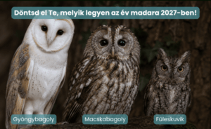 lead-image-mme-honlap-43